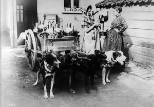 Ein Hundewagen verkauft Milch in Brüssel, ca. 1890er